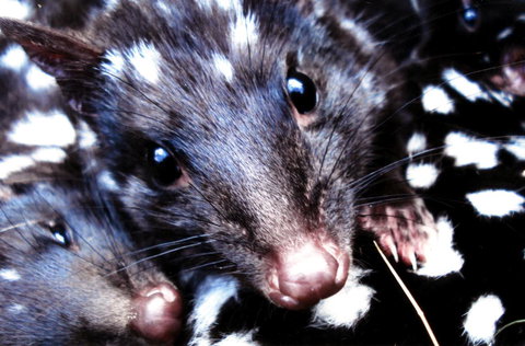 Cradle Mountain Love Shack - Accommodation Gladstone 20