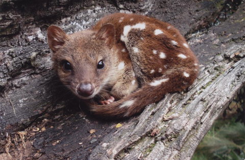 Cradle Mountain Love Shack - Accommodation Gladstone 19