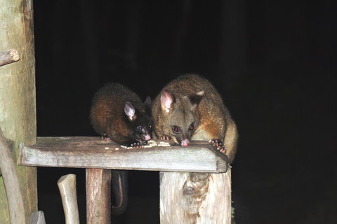 Cradle Mountain Love Shack - Accommodation Gladstone 14