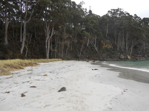 Bruny Ocean Cottage - Accommodation Gladstone 12