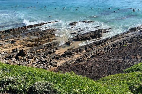 Pandanus - Accommodation Gladstone 1