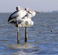 Pelican Perch Retreat - Accommodation Gladstone