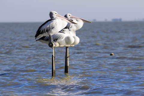 Pelican Perch Retreat - Accommodation Gladstone 0