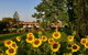 Quirindi Sunflower Motor Inn - thumb 0