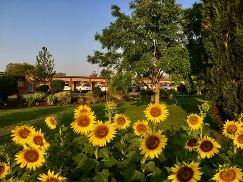 Quirindi Sunflower Motor Inn - Accommodation Gladstone 0