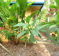 Rainforest Cottage Cairns - Accommodation Gladstone