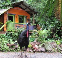 Rainforest Hideaway - Accommodation Gladstone