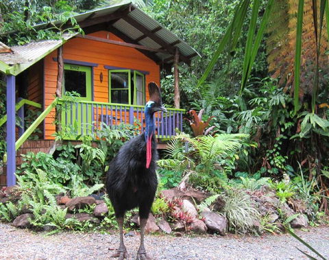 Rainforest Hideaway - Accommodation Gladstone 0
