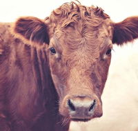 Redwing Farm Stay - Accommodation Gladstone