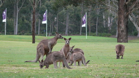 Riverside Oaks Golf Resort - Accommodation Gladstone 3