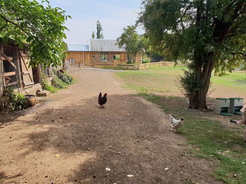 Rosendale Stables - Accommodation Gladstone 2