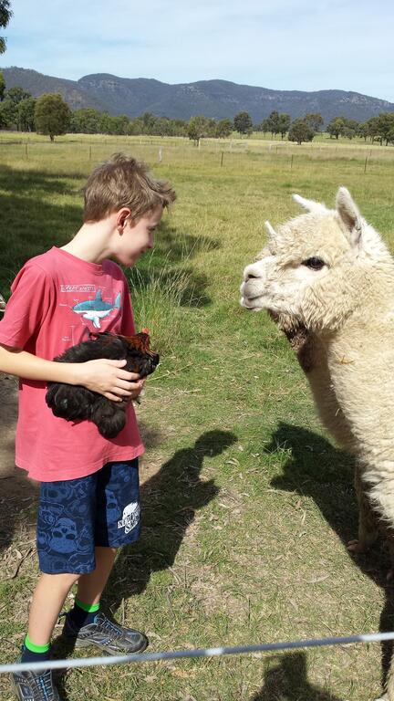 Starline Alpacas Farmstay Resort - Accommodation Gladstone 3