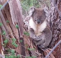 Stringybark Hills Retreat - Accommodation Gladstone