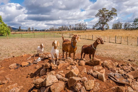 Glencoe Country Bed And Breakfast - Accommodation Gladstone 36