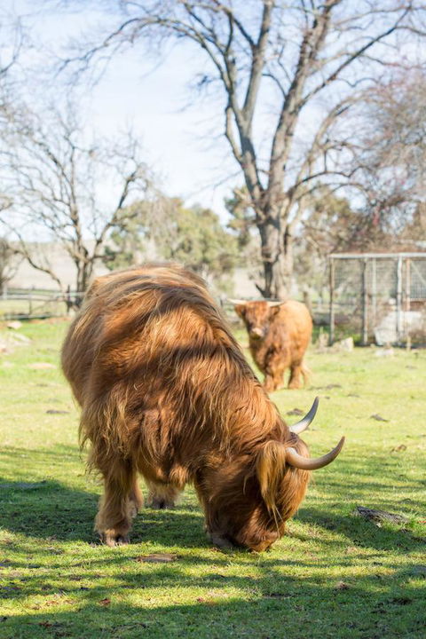 Ratho Farm - Accommodation Gladstone 4