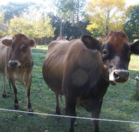 Drumreagh Bed  Breakfast Cabins - Accommodation Gladstone