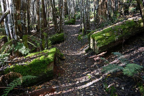 Lemonthyme Wilderness Retreat - Accommodation Gladstone 22