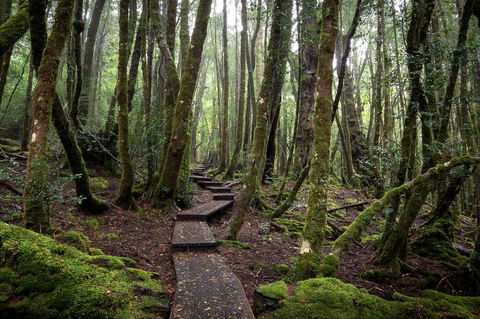 Peppers Cradle Mountain Lodge - Accommodation Gladstone 25