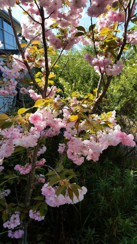 Beezneez B&B - Accommodation Gladstone 14