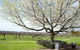 Lancemore Milawa - thumb 12