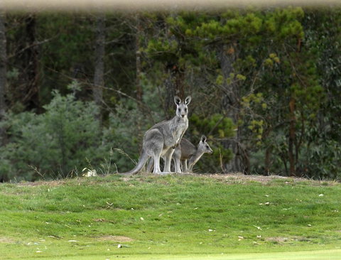 RACV Goldfields Resort - Accommodation Gladstone 20
