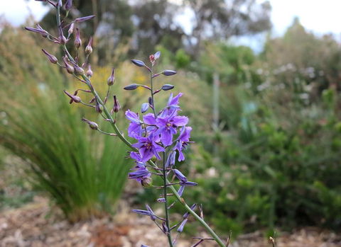 The Chocolate Lily Bed & Breakfast - Accommodation Gladstone 3