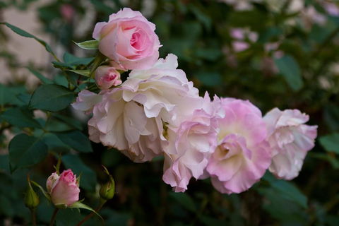 The Noble Grape Guesthouse - Accommodation Gladstone 1