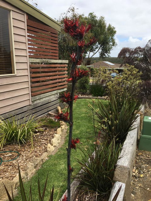 The PC Cottage - Accommodation Gladstone 31