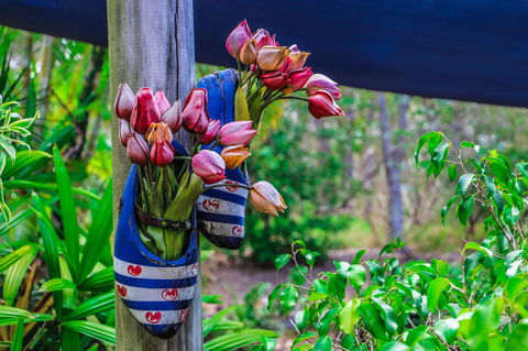 Cool Bananas Backpackers - Accommodation Gladstone 26