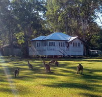 Lake Weyba Noosa Lodge  Kangaroos - Accommodation Gladstone