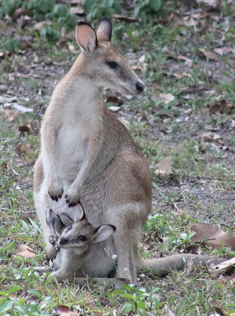 Airlie Beach Eco Cabins - Adults Only - Accommodation Gladstone 40