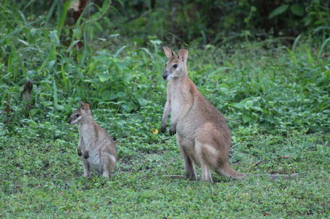 Airlie Beach Eco Cabins - Adults Only - Accommodation Gladstone 16
