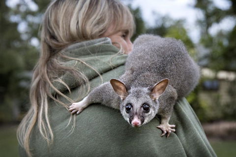 Airlie Beach Eco Cabins - Adults Only - Accommodation Gladstone 3