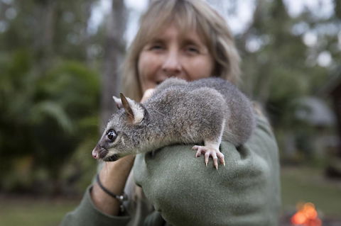 Airlie Beach Eco Cabins - Adults Only - Accommodation Gladstone 11