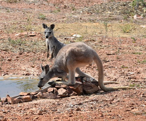 Ironbark House - Accommodation Gladstone 19