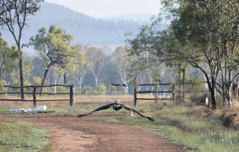 Ironbark House - Accommodation Gladstone 9
