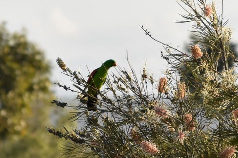 Ironbark House - Accommodation Gladstone 29