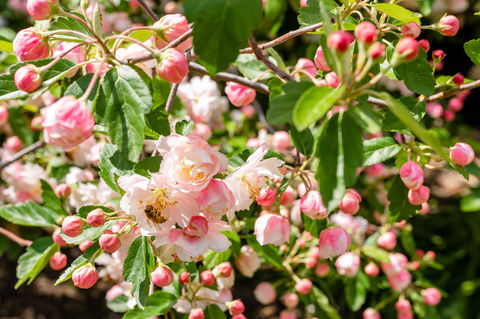 Apple Blossom Cottages - Accommodation Gladstone 3