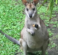 Bluewater Bed  Breakfast Cairns - Accommodation Gladstone