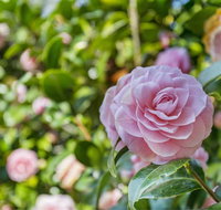 Wentworth Rose - Accommodation Gladstone