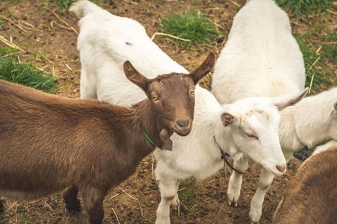 Altitude - A Tiny House Experience In A Goat Farm By Tiny Away - Accommodation Gladstone 2