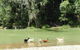 Avalon River Retreat - 400 Acre Riverside Oasis - thumb 4