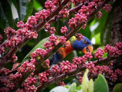 Daintree Manor B&B - Accommodation Gladstone 4