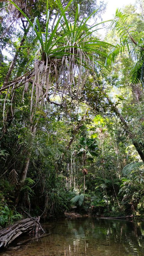 Daintree Manor B&B - Accommodation Gladstone 7
