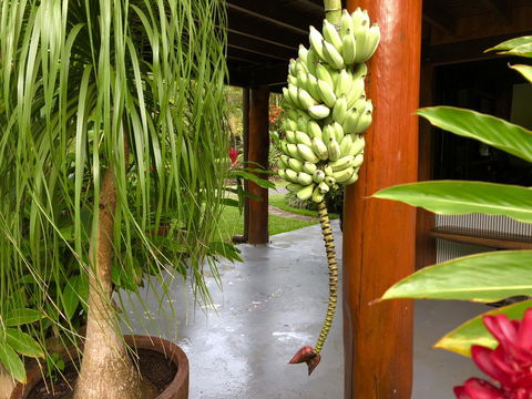 Daintree Manor B&B - Accommodation Gladstone 10