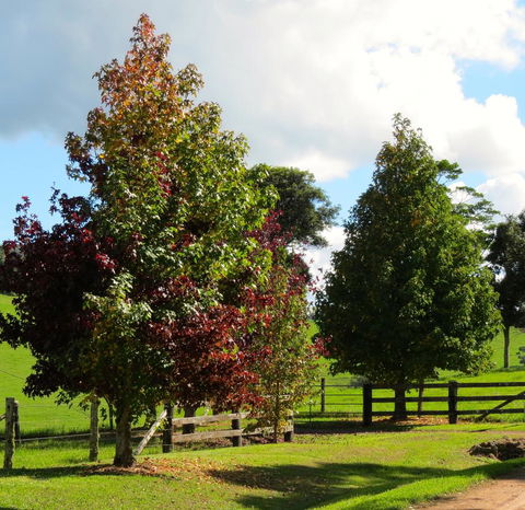 Maleny Springs Farm - Accommodation Gladstone 26