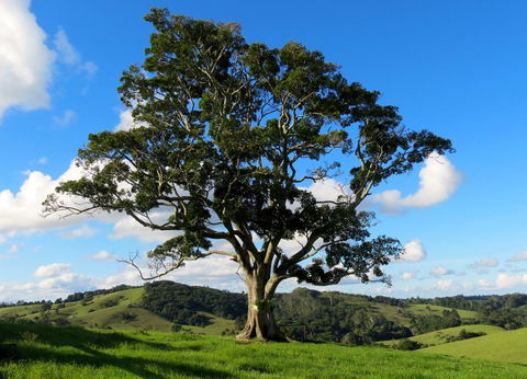 Maleny Springs Farm - Accommodation Gladstone 32