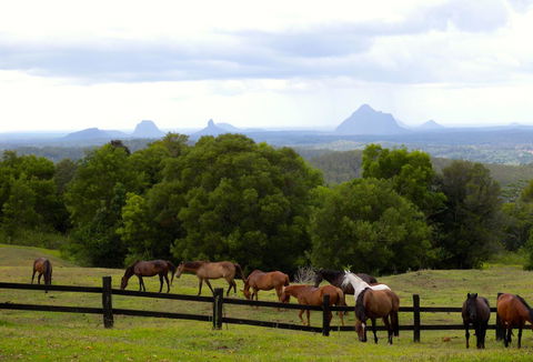 Maleny Springs Farm - Accommodation Gladstone 39