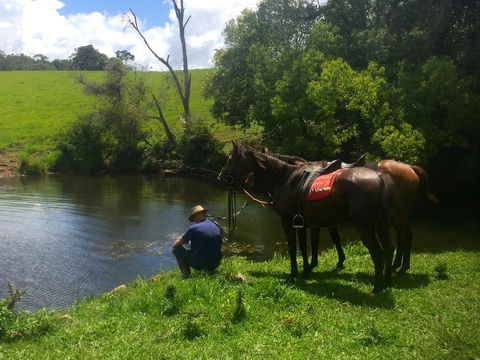 Maleny Springs Farm - Accommodation Gladstone 36