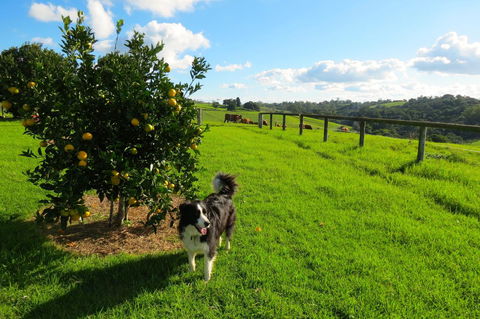 Maleny Springs Farm - Accommodation Gladstone 31